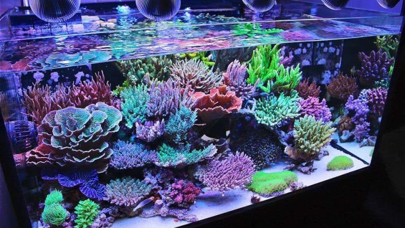 More About Underwater Led Aquarium Lights