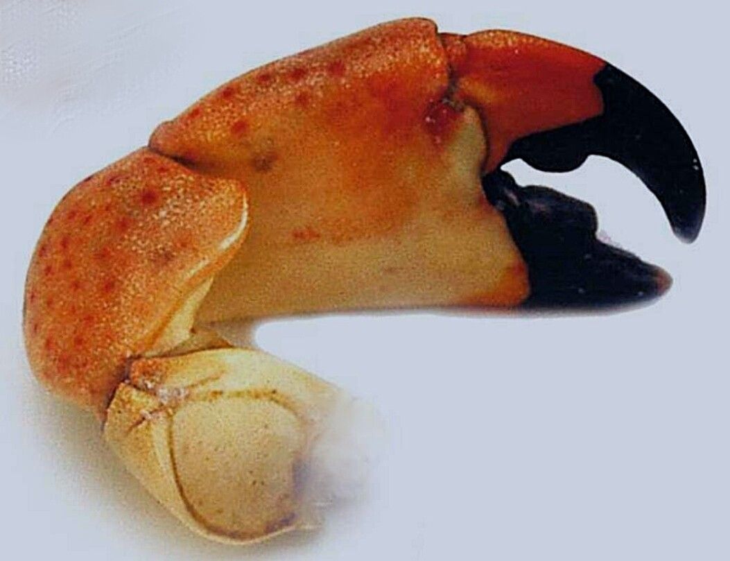 A guide to buying crab claws online