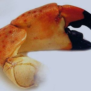 A guide to buying crab claws online