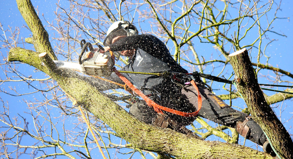 Tree Care Services