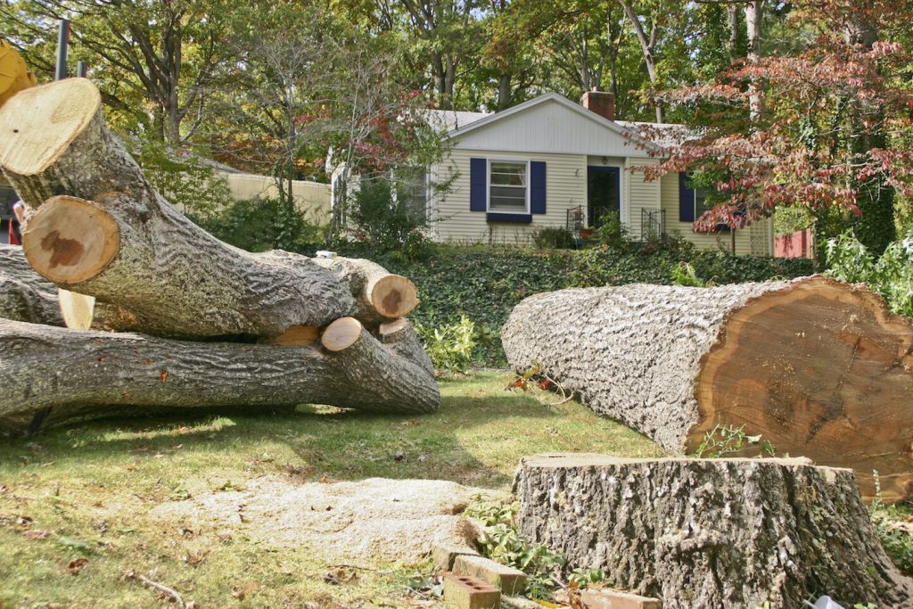 Tree Removal Services