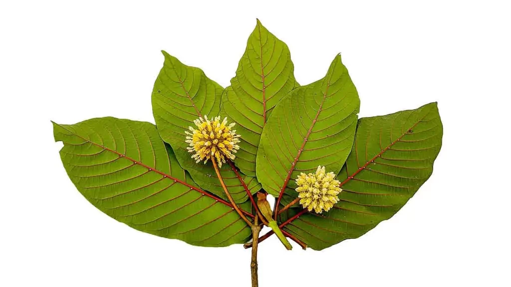 Kratom