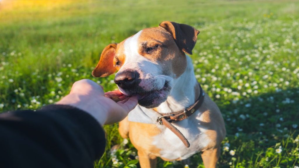 CBD Oil for Dogs