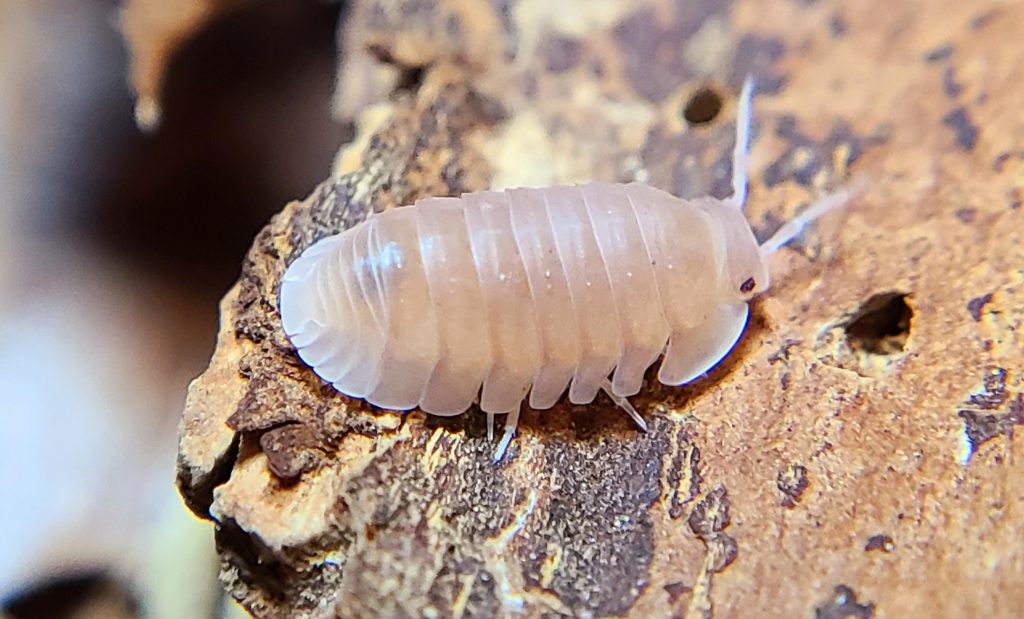 Murina papaya isopods
