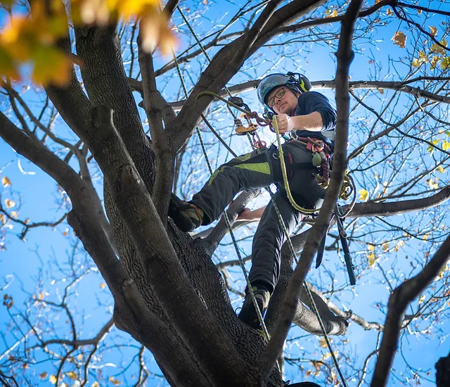 Tree Service